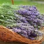 Lavender Fragrance Oil
